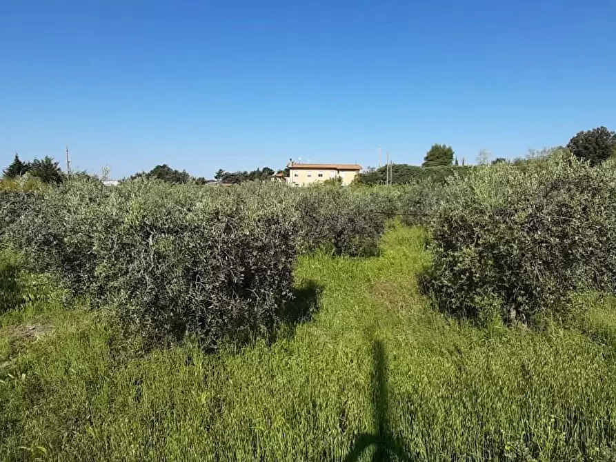 Immagine 5 di Terreno agricolo in vendita  a Bibbona