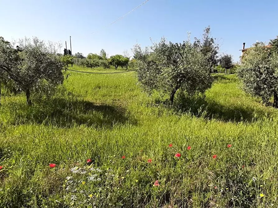 Immagine 1 di Terreno agricolo in vendita  a Bibbona
