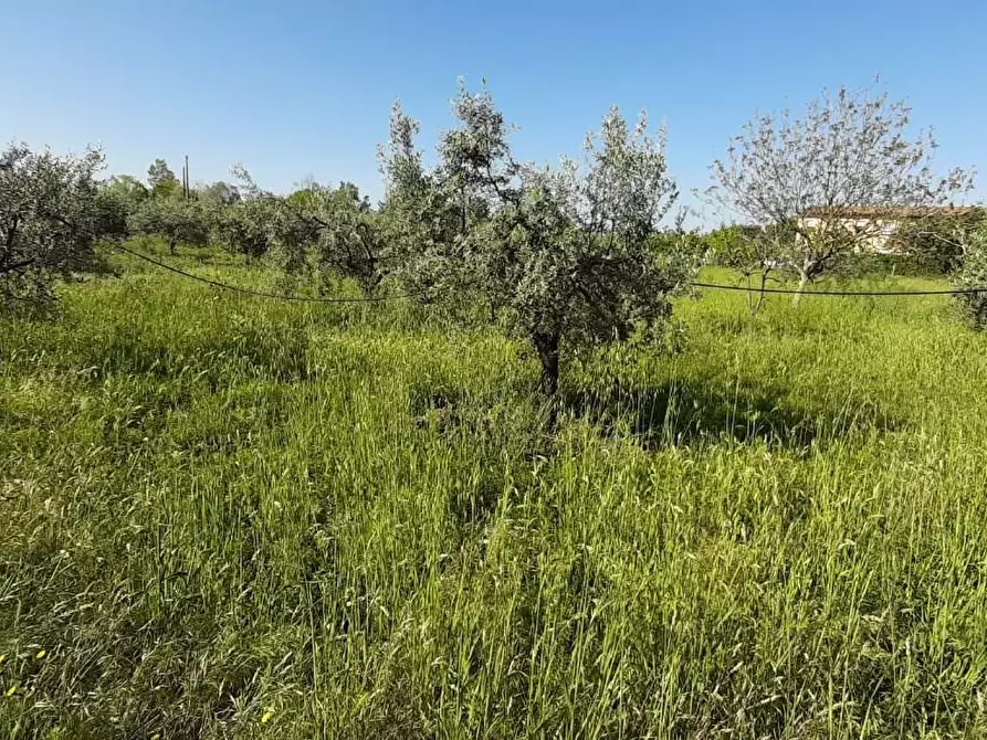 Immagine 6 di Terreno agricolo in vendita  a Bibbona
