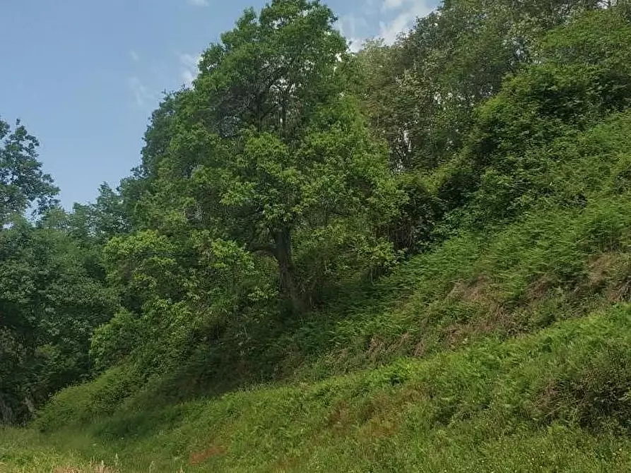 Immagine 3 di Rustico / casale in vendita  a Montignoso