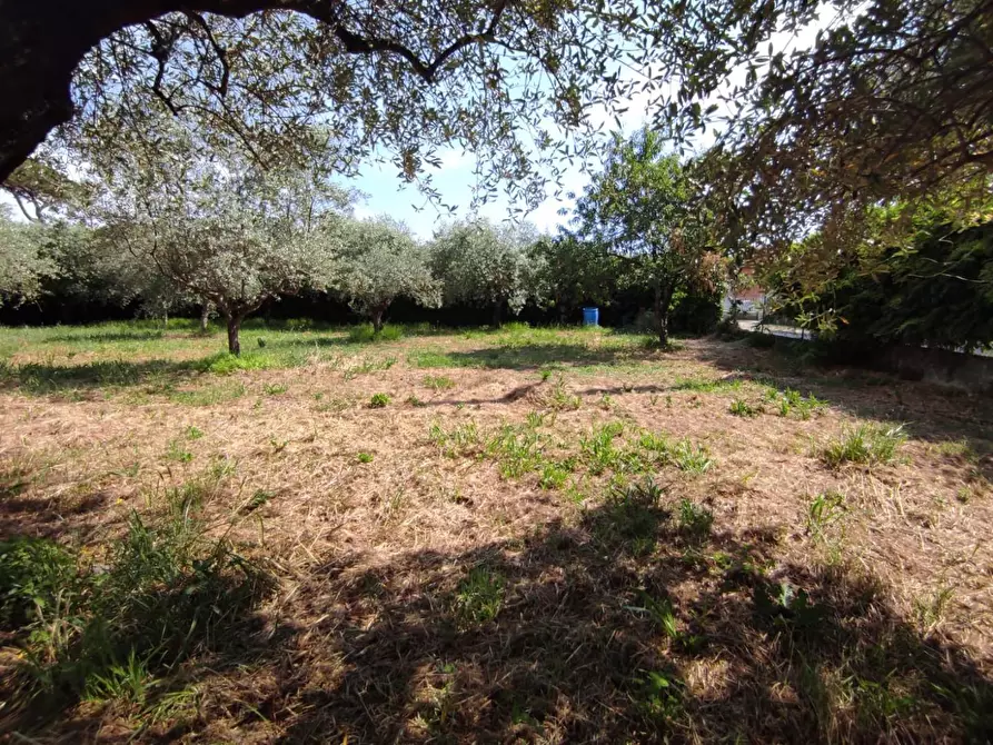 Immagine 4 di Terreno agricolo in vendita  a Ortonovo