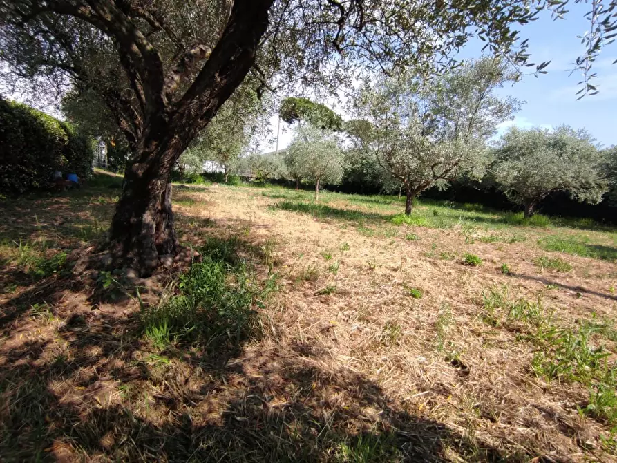 Immagine 3 di Terreno agricolo in vendita  a Ortonovo