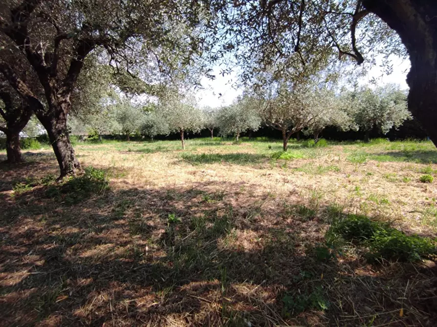 Immagine 7 di Terreno agricolo in vendita  a Ortonovo