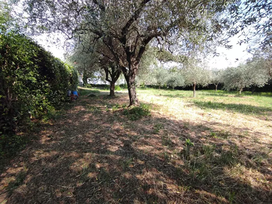 Immagine 5 di Terreno agricolo in vendita  a Ortonovo