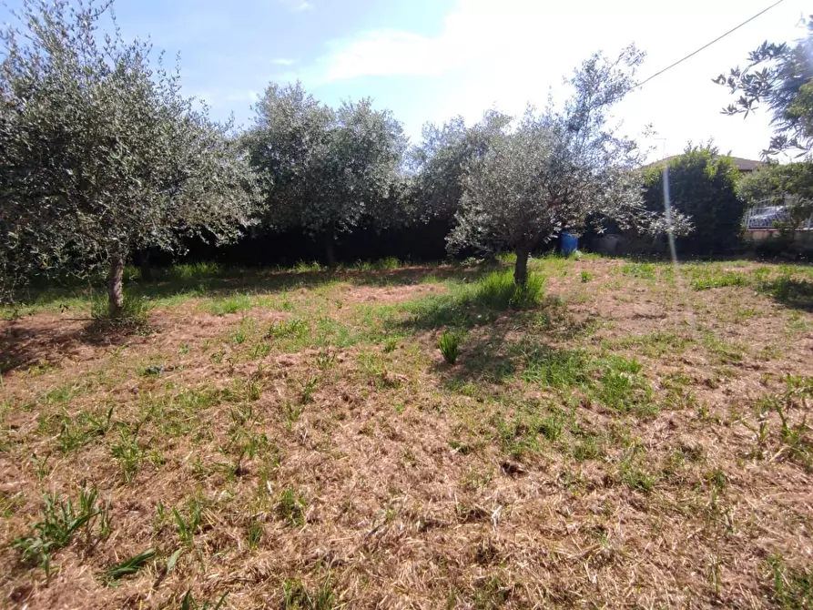 Immagine 1 di Terreno agricolo in vendita  a Ortonovo