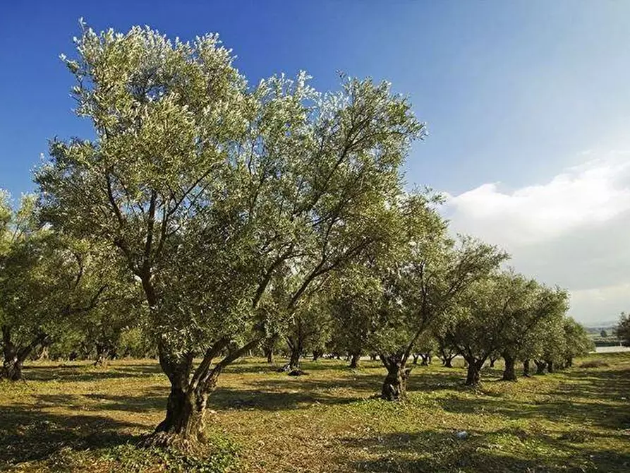 Immagine 1 di Terreno agricolo in vendita  a Massarosa