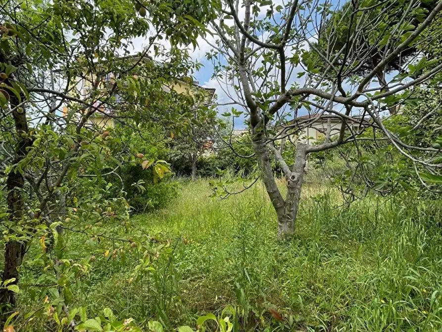 Immagine 3 di Terreno agricolo in vendita  a Lucca