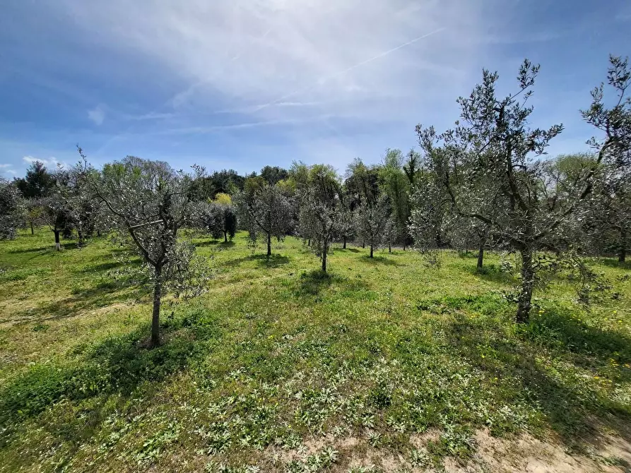 Immagine 7 di Terreno agricolo in vendita  a Casciana Terme Lari