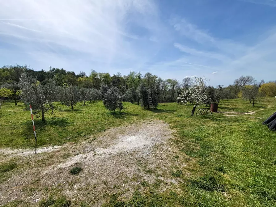 Immagine 5 di Terreno agricolo in vendita  a Casciana Terme Lari
