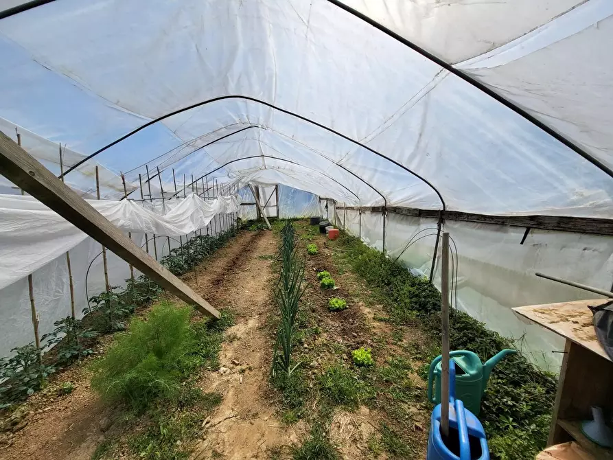 Immagine 4 di Terreno agricolo in vendita  a Casciana Terme Lari