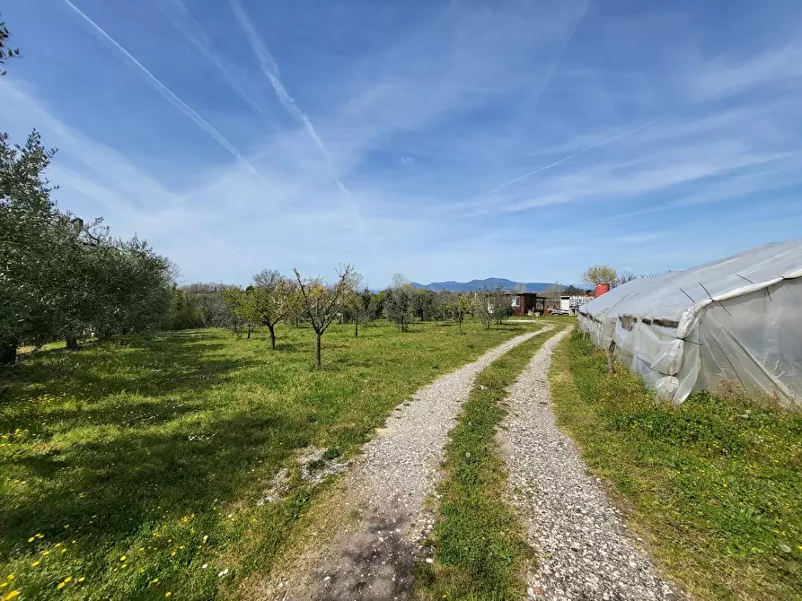 Immagine 3 di Terreno agricolo in vendita  a Casciana Terme Lari