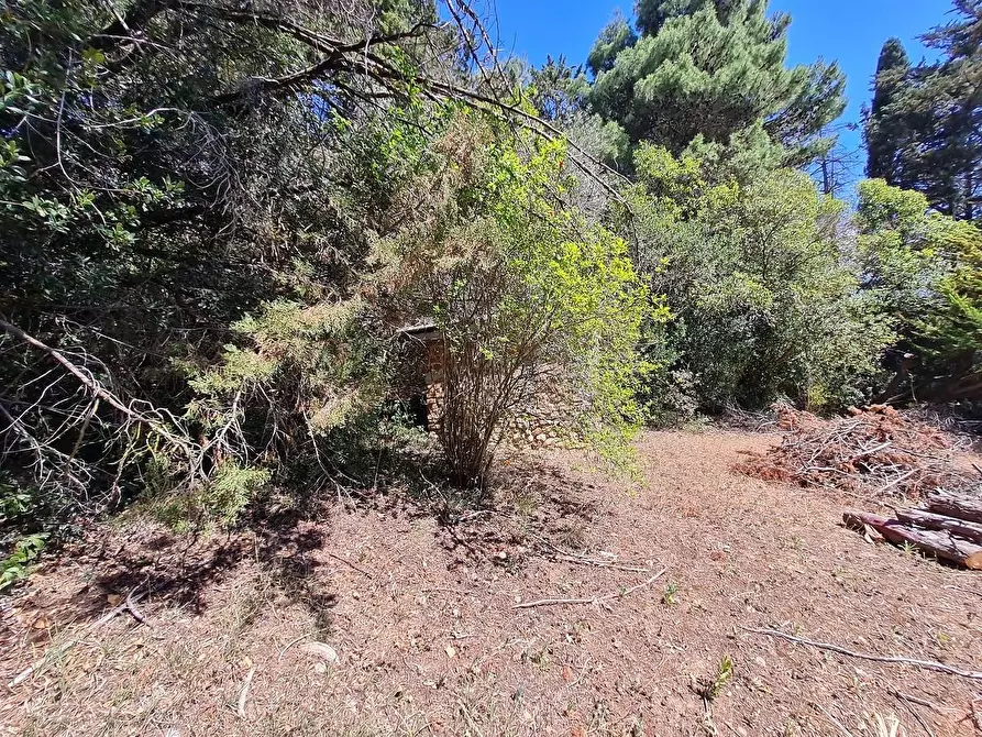 Immagine 11 di Casa indipendente in vendita  a Campiglia Marittima