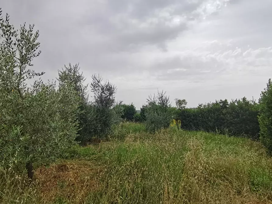 Immagine 14 di Terreno agricolo in vendita  a Capannoli