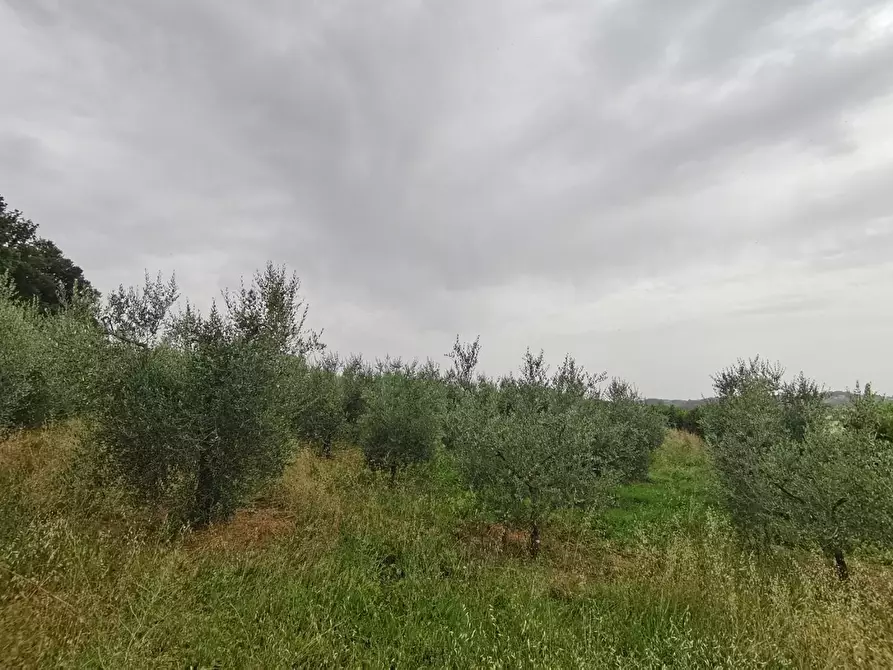 Immagine 12 di Terreno agricolo in vendita  a Capannoli
