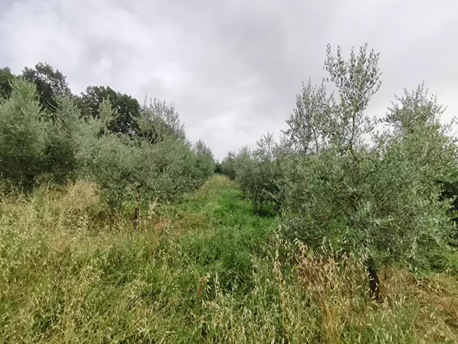 Immagine 15 di Terreno agricolo in vendita  a Capannoli