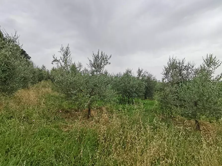 Immagine 13 di Terreno agricolo in vendita  a Capannoli