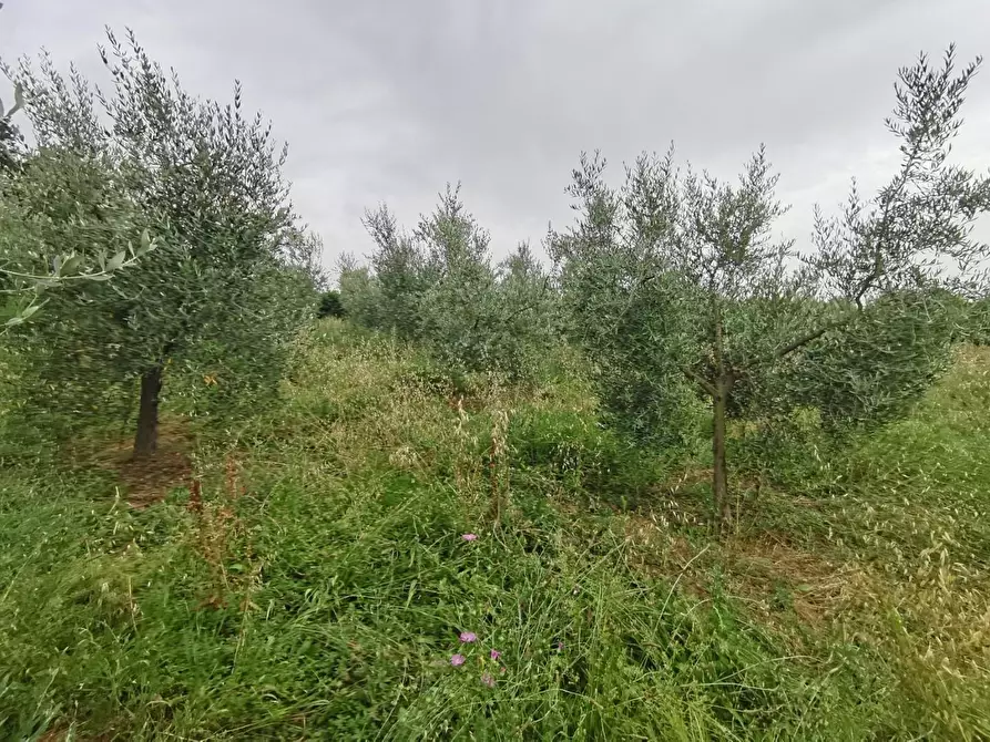 Immagine 7 di Terreno agricolo in vendita  a Capannoli