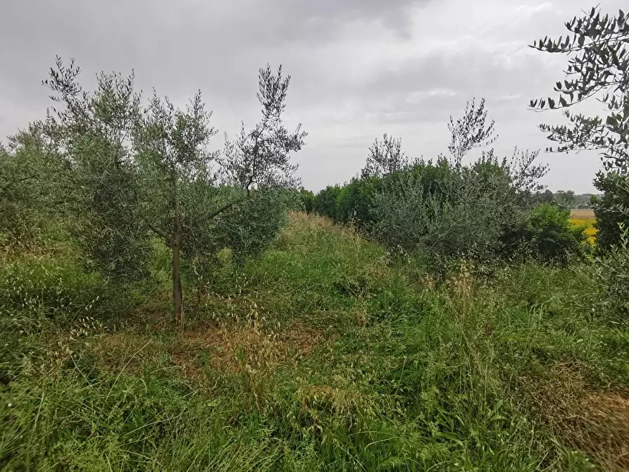 Immagine 9 di Terreno agricolo in vendita  a Capannoli