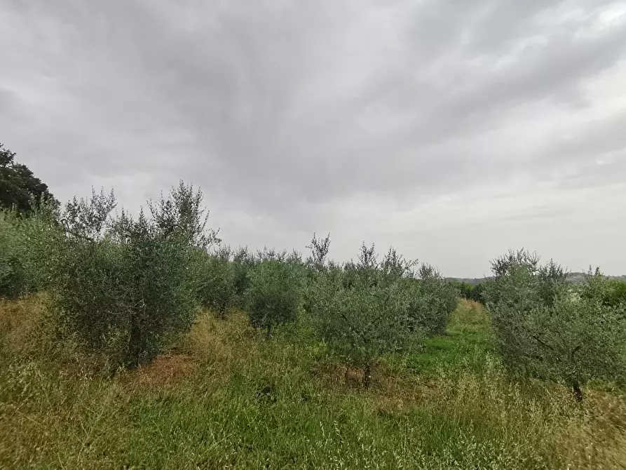 Immagine 10 di Terreno agricolo in vendita  a Capannoli