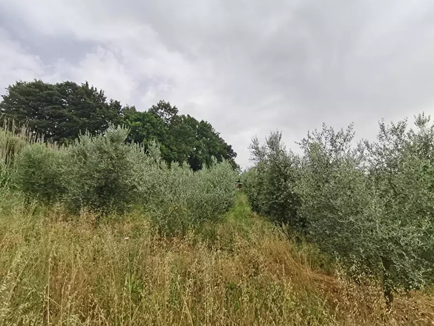 Immagine 5 di Terreno agricolo in vendita  a Capannoli