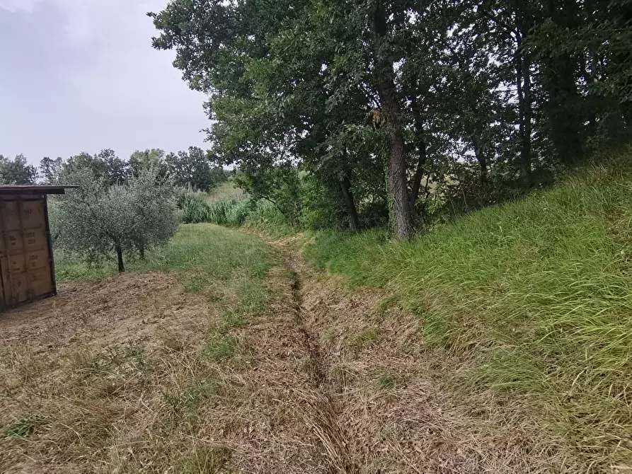 Immagine 4 di Terreno agricolo in vendita  a Capannoli