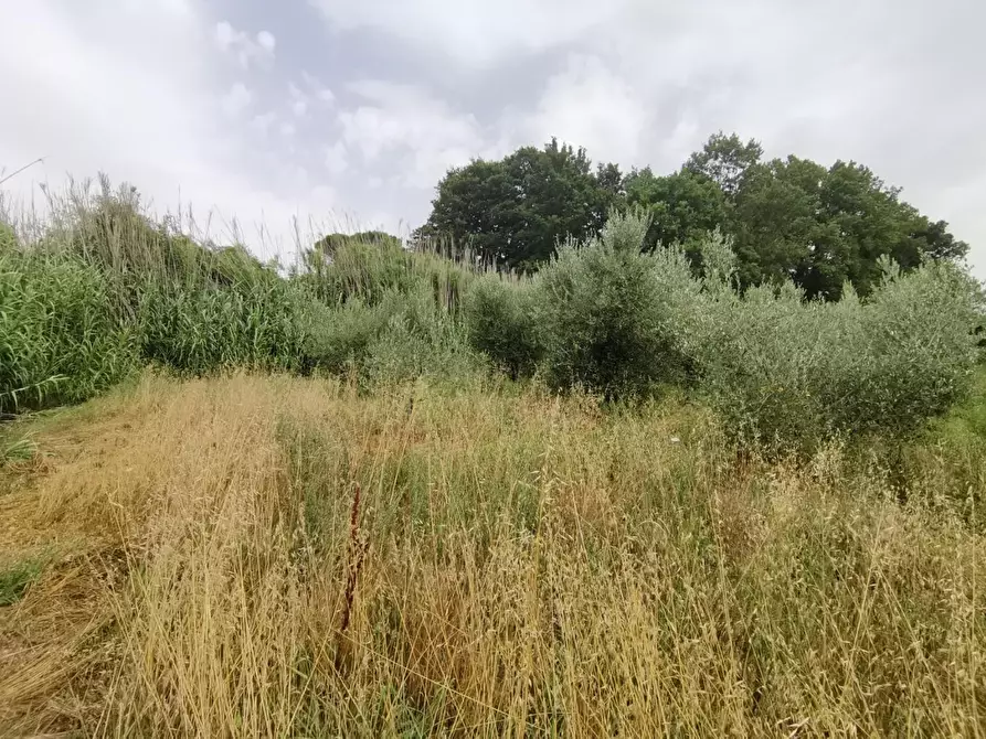 Immagine 3 di Terreno agricolo in vendita  a Capannoli