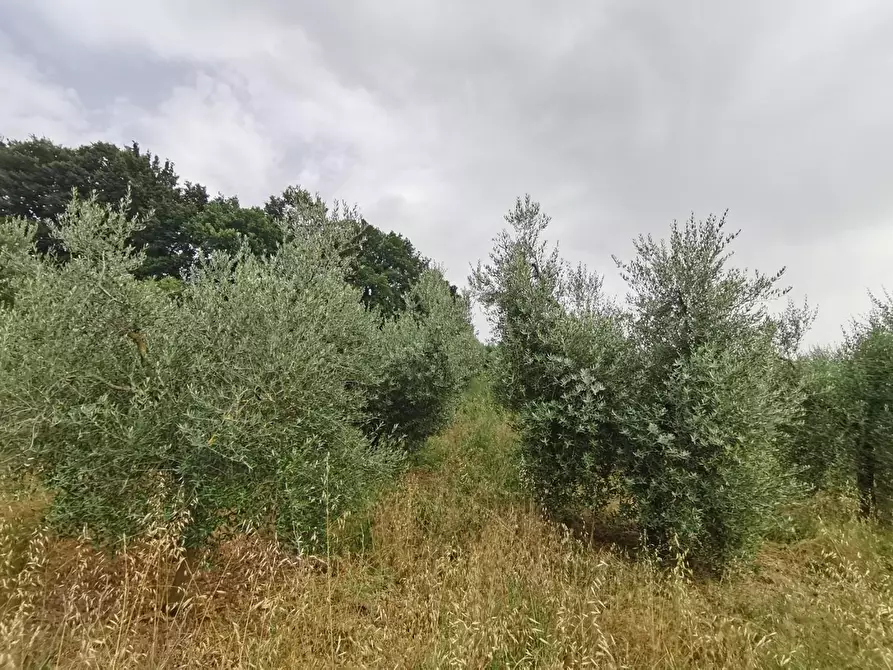 Immagine 8 di Terreno agricolo in vendita  a Capannoli