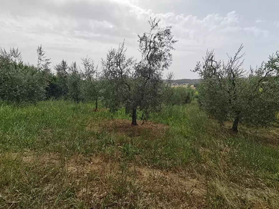 Immagine 1 di Terreno agricolo in vendita  a Capannoli