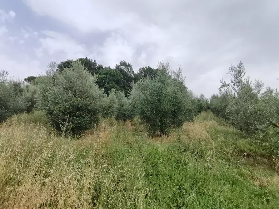 Immagine 11 di Terreno agricolo in vendita  a Capannoli