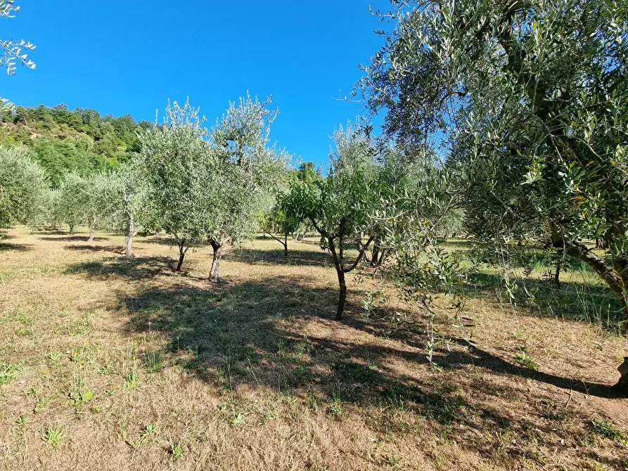 Immagine 1 di Terreno agricolo in vendita  a Casciana Terme Lari