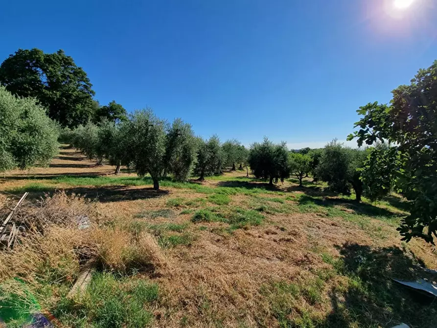 Immagine 1 di Terreno agricolo in vendita  a Casciana Terme Lari