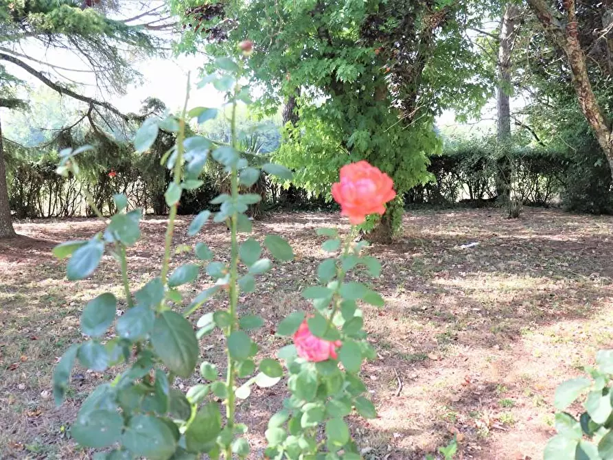 Immagine 14 di Casa colonica in vendita  a Peccioli