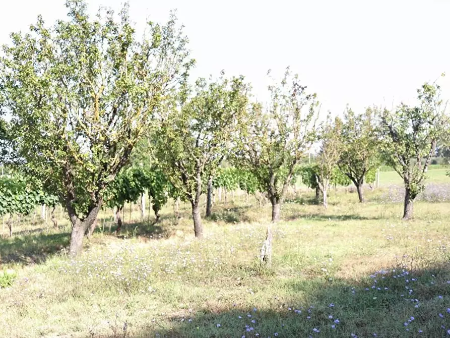 Immagine 13 di Casa colonica in vendita  a Peccioli