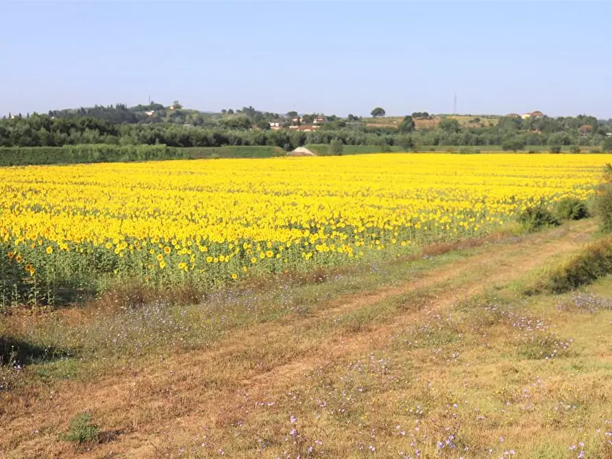 Immagine 9 di Casa colonica in vendita  a Peccioli