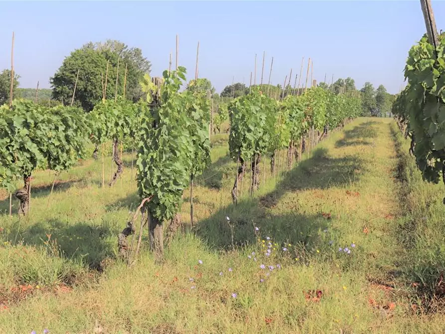 Immagine 12 di Casa colonica in vendita  a Peccioli