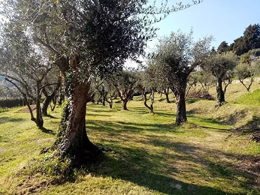 Immagine 11 di Terreno residenziale in vendita  a Massarosa