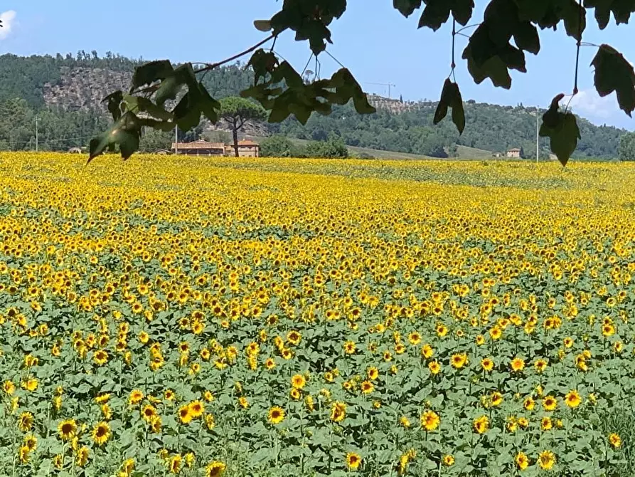 Immagine 2 di Terreno agricolo in vendita  a Montaione