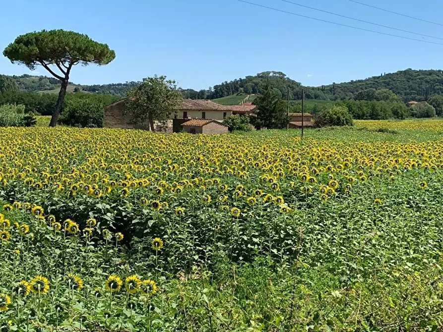 Immagine 4 di Terreno agricolo in vendita  a Montaione