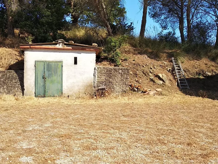 Immagine 3 di Casa colonica in vendita  a Scansano