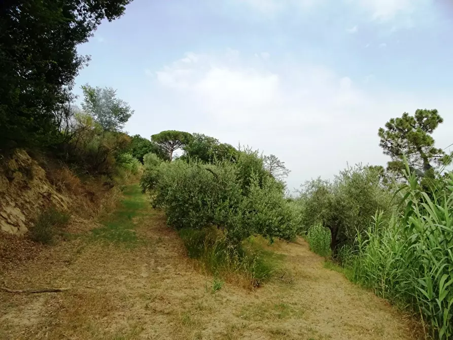 Immagine 63 di Porzione di casa in vendita  a Palaia