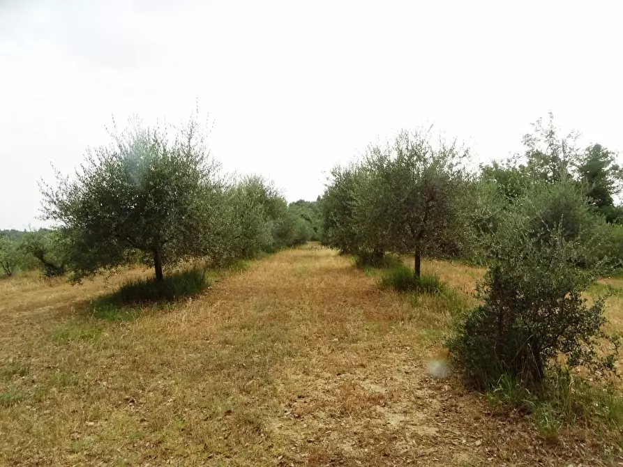 Immagine 68 di Porzione di casa in vendita  a Palaia