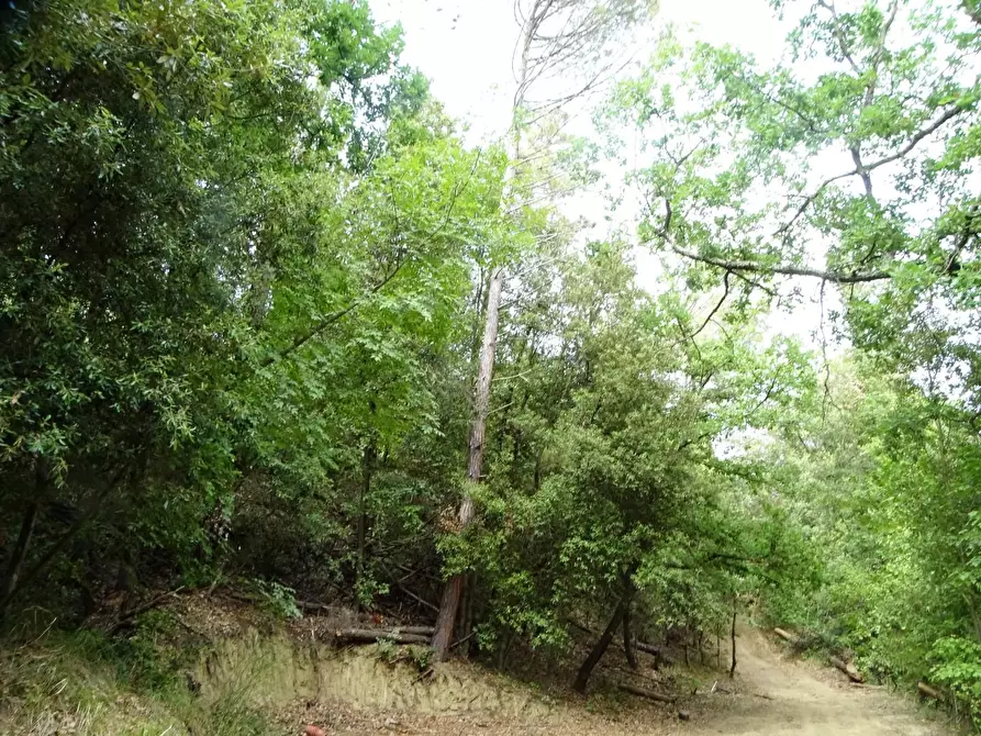Immagine 60 di Porzione di casa in vendita  a Palaia