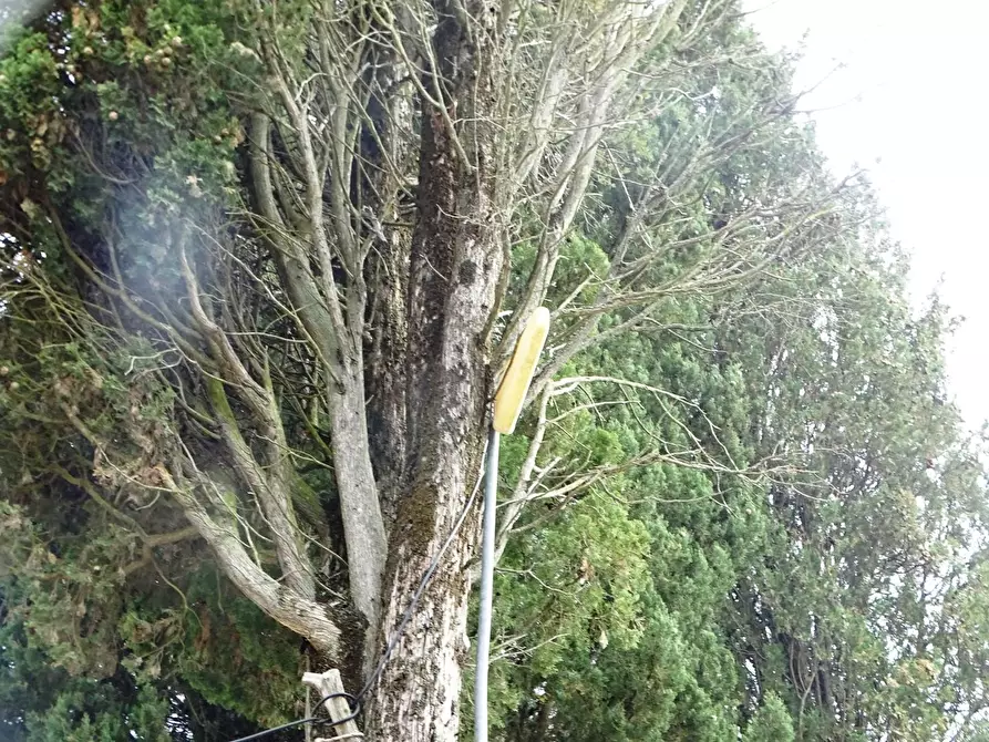 Immagine 33 di Porzione di casa in vendita  a Palaia