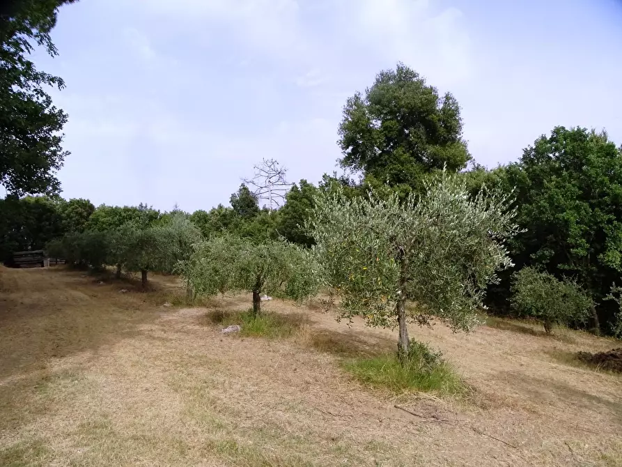 Immagine 58 di Porzione di casa in vendita  a Palaia