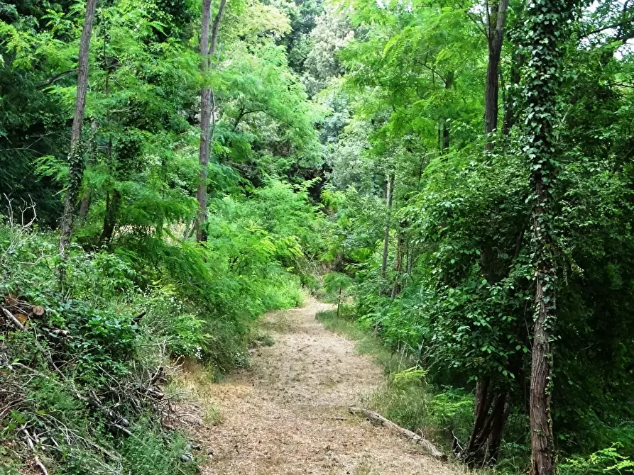 Immagine 62 di Porzione di casa in vendita  a Palaia