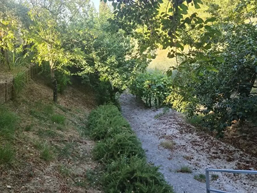Immagine 2 di Terreno agricolo in vendita  a Castelfranco Di Sotto