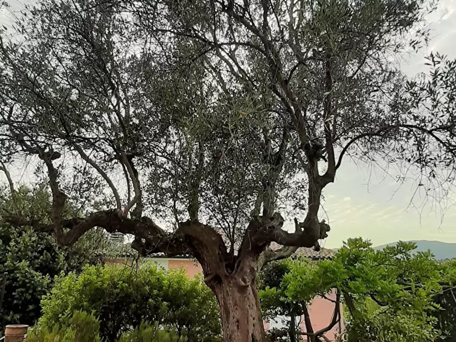 Immagine 3 di Albergo/B&B/Residence in vendita  a Suvereto