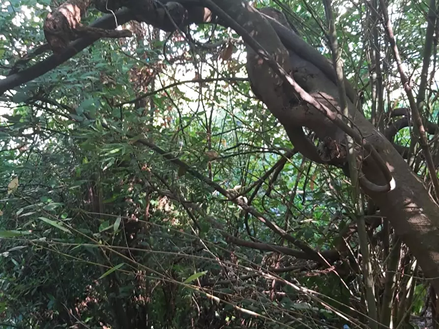 Immagine 82 di Casa semindipendente in vendita  a Carrara