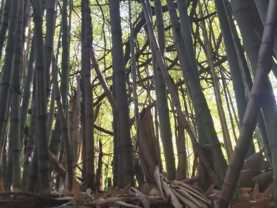 Immagine 84 di Casa semindipendente in vendita  a Carrara