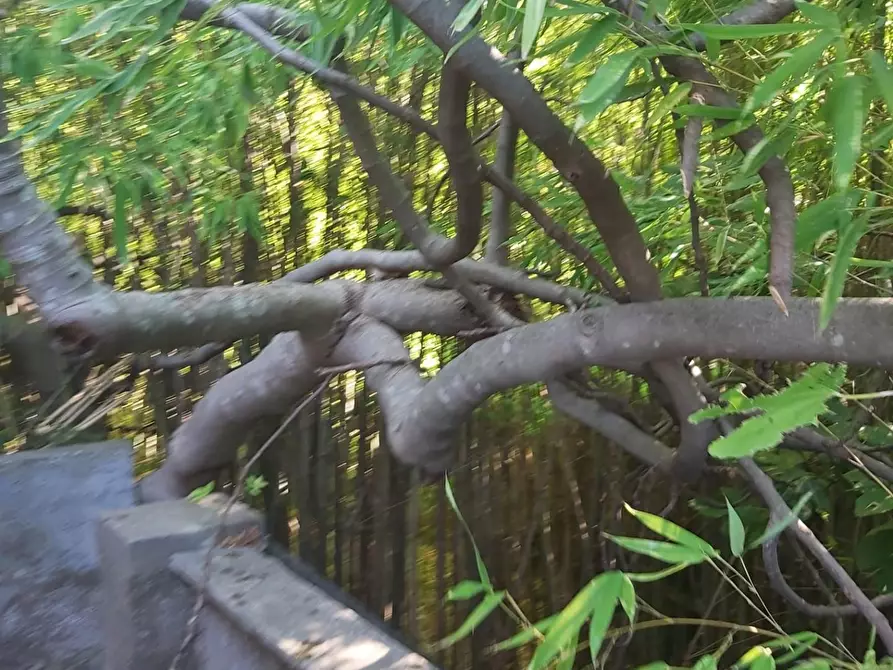Immagine 24 di Casa semindipendente in vendita  a Carrara